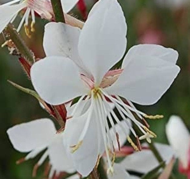Gaura Lindheimeri 'Sparkle White' P9 - Prachtkaars, Tuin en Terras, Overige soorten, Volle zon, Vaste plant, Ophalen of Verzenden
