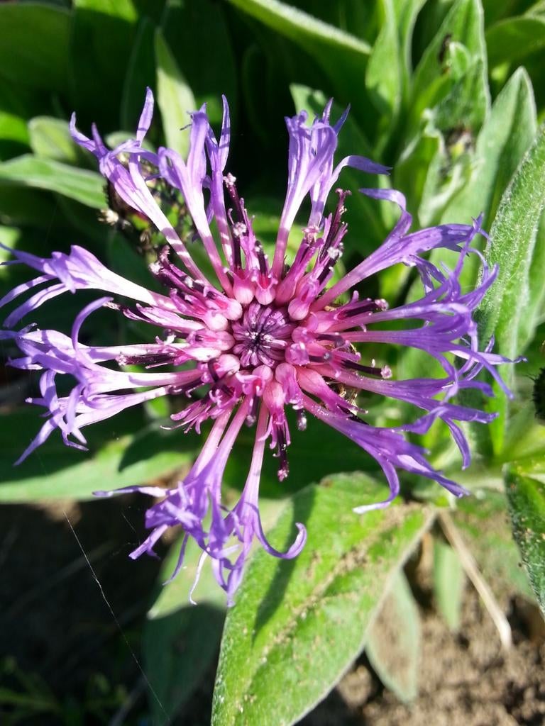 Korenbloem Centaurea Montana, Vaste plant, Halfschaduw, Lente, Ophalen
