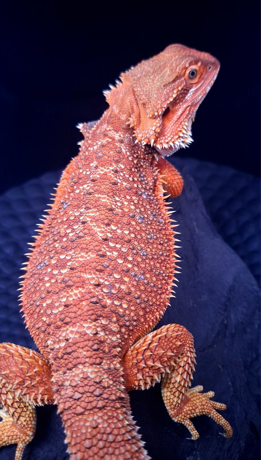 50% Red Monster Man Baardagaam - Holdback Release - Uniek, Hagedis, 0 tot 2 jaar