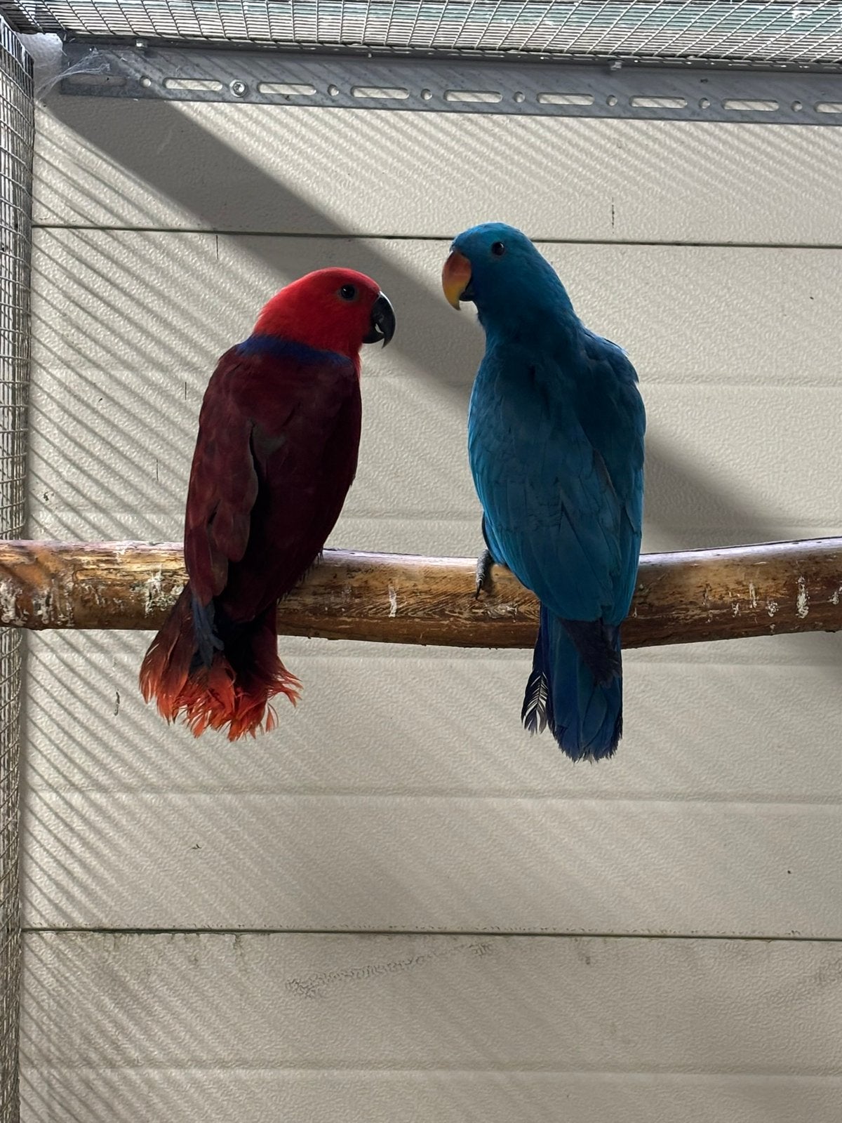 1-1 Edelpapegaai, Dieren en Toebehoren, Meerdere dieren, Papegaai, Geringd