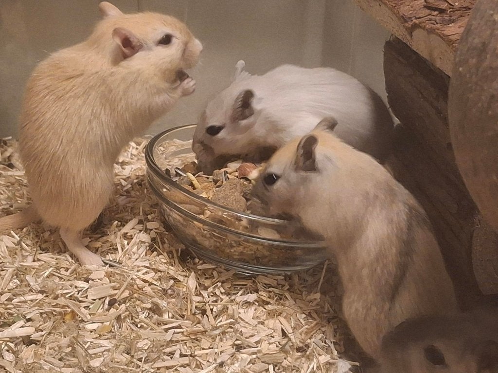 Gerbils, Mannelijk, Mei, Overige typen, Tam