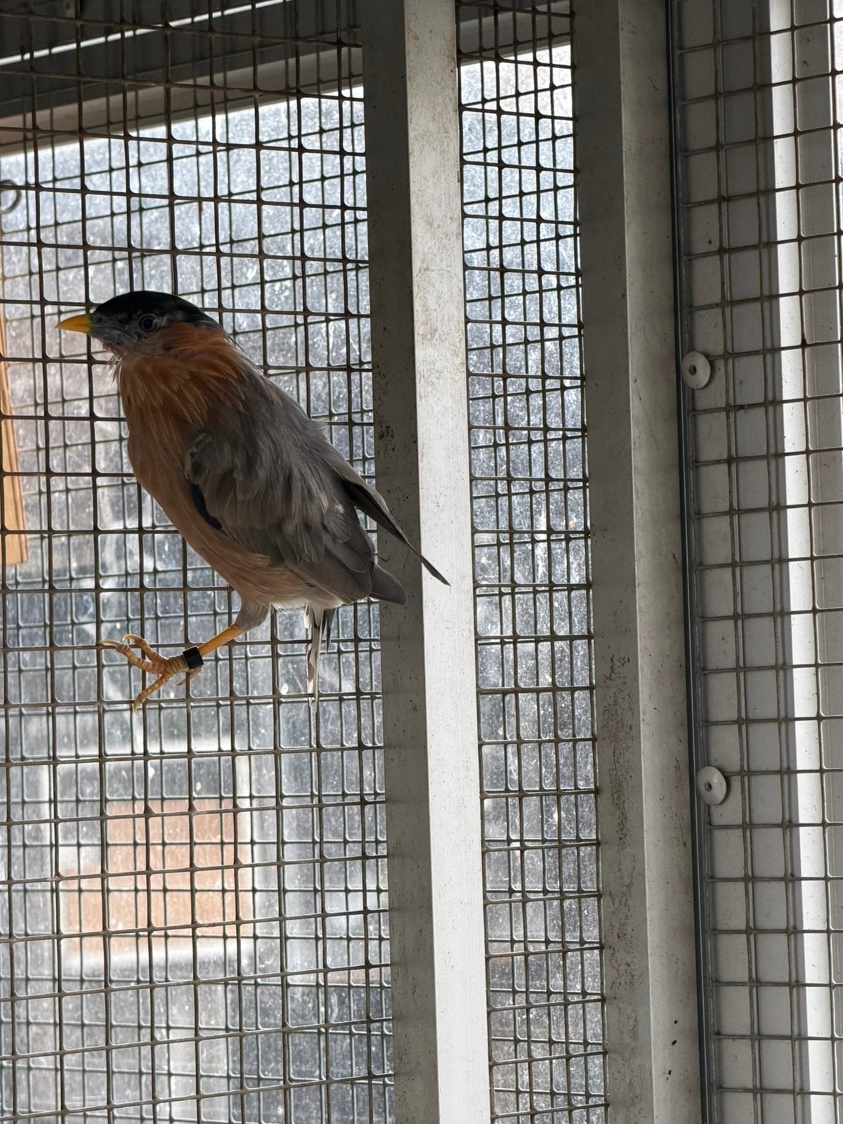 Koppel bewezen pagode spreeuwen, Dieren en Toebehoren, Meerdere dieren, Tropenvogel, Geringd
