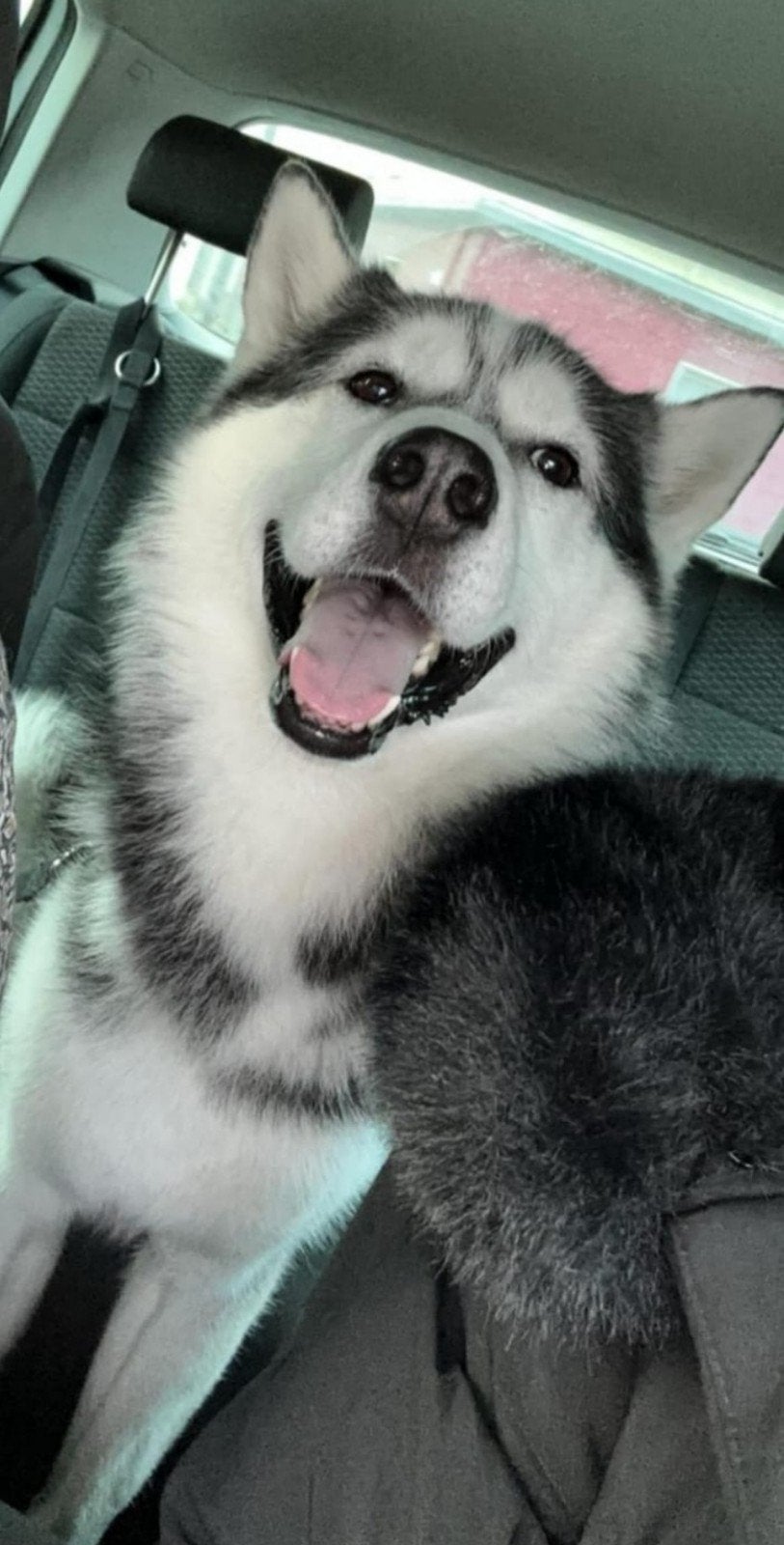 Siberische husky zoekt een gouden mandje, Dieren en Toebehoren, Honden | Poolhonden, Keeshonden en Oertypen, Reu, Poolhond, Parvo