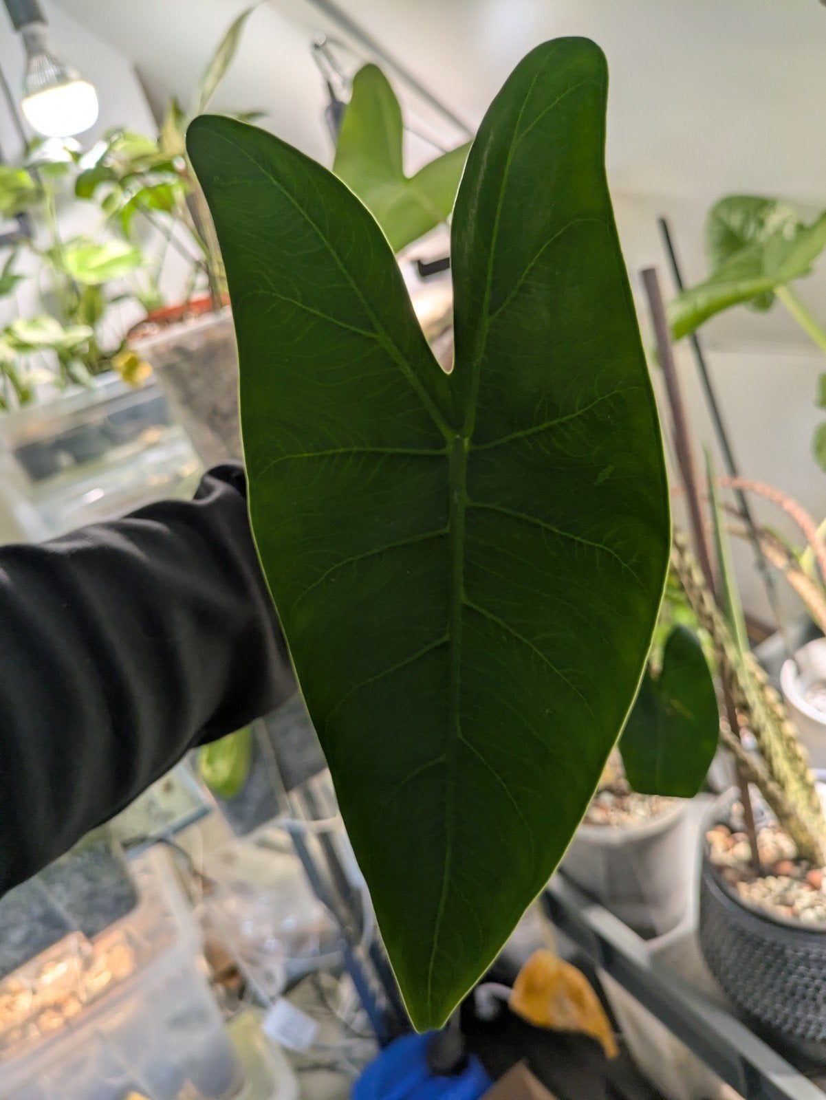 Alocasia Zebrina knolletjes, Ophalen of Verzenden, Halfschaduw, Minder dan 100 cm