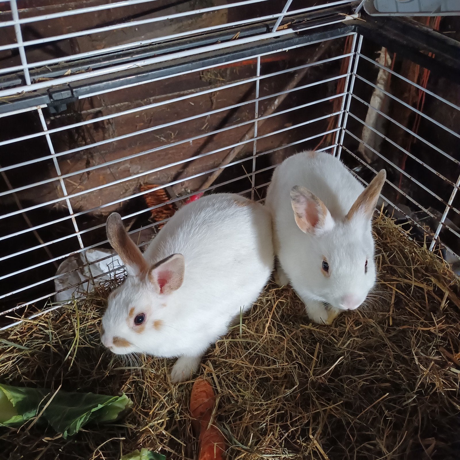 2 kleine jonge bonte konijntjes, Dieren en Toebehoren, Vrouwelijk, Klein, 0 tot 2 jaar