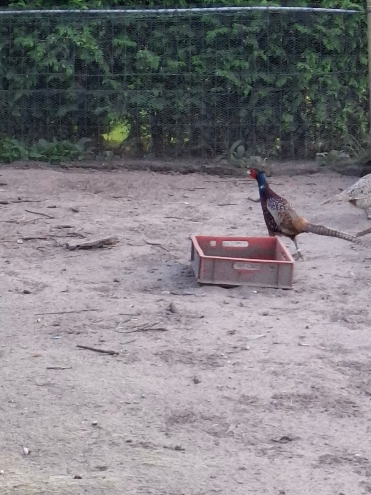 Te koop bosfazant hennen wilkleur en tinnebroos, Meerdere dieren