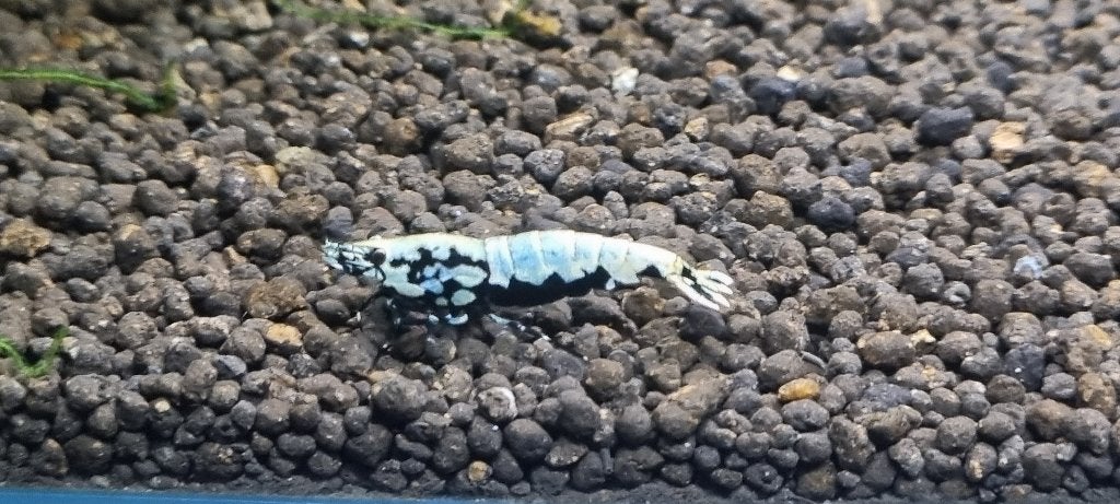 Galaxy Boa shrimp, Kreeft, Krab of Garnaal, Zoetwatervis, Schoolvis