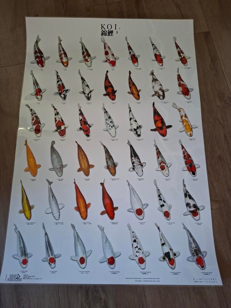 Koi posters serie van 3, Ophalen of Verzenden, A1 t/m A3