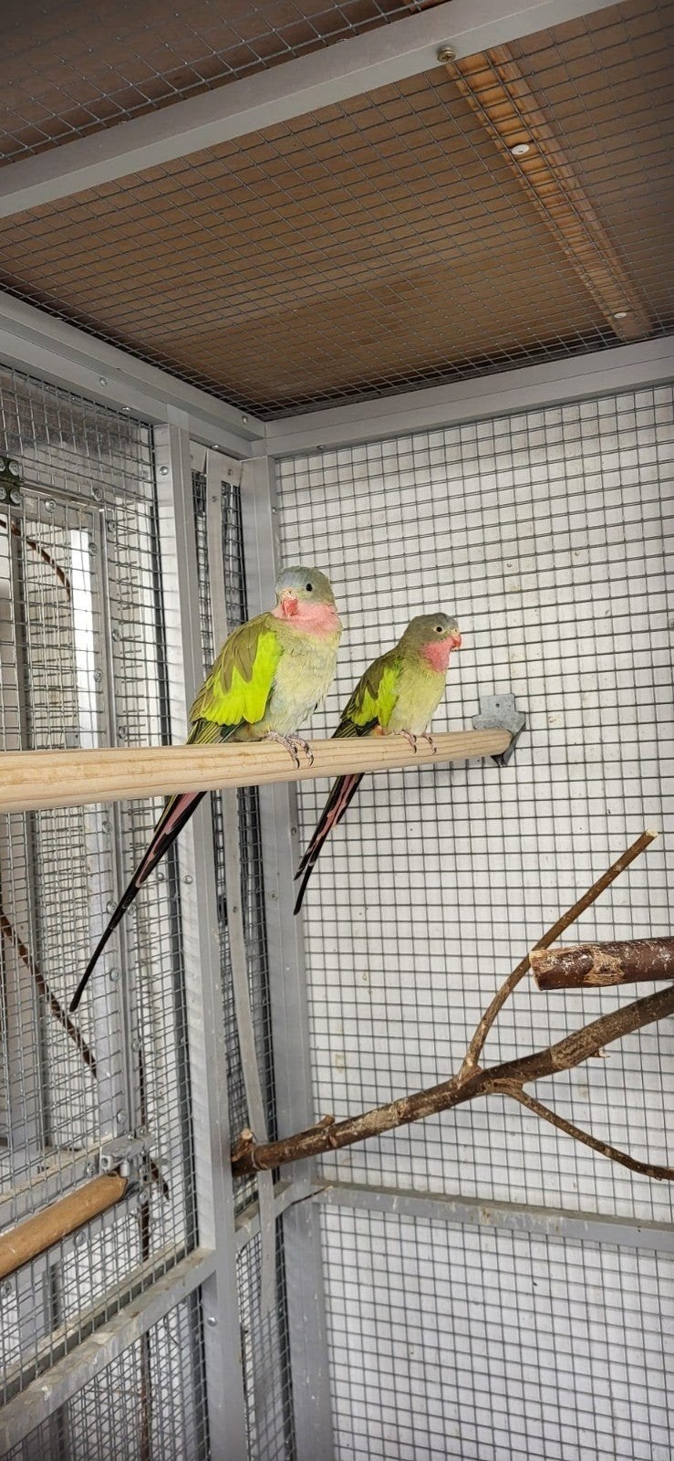 koppel princess of wales parkieten, Dieren en Toebehoren, Vogels | Parkieten en Papegaaien, Meerdere dieren, Parkiet