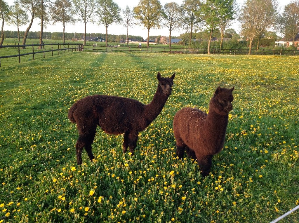 Enkele alpacamerries te koop, Dieren en Toebehoren, Overige Dieren, Mei, Meerdere dieren