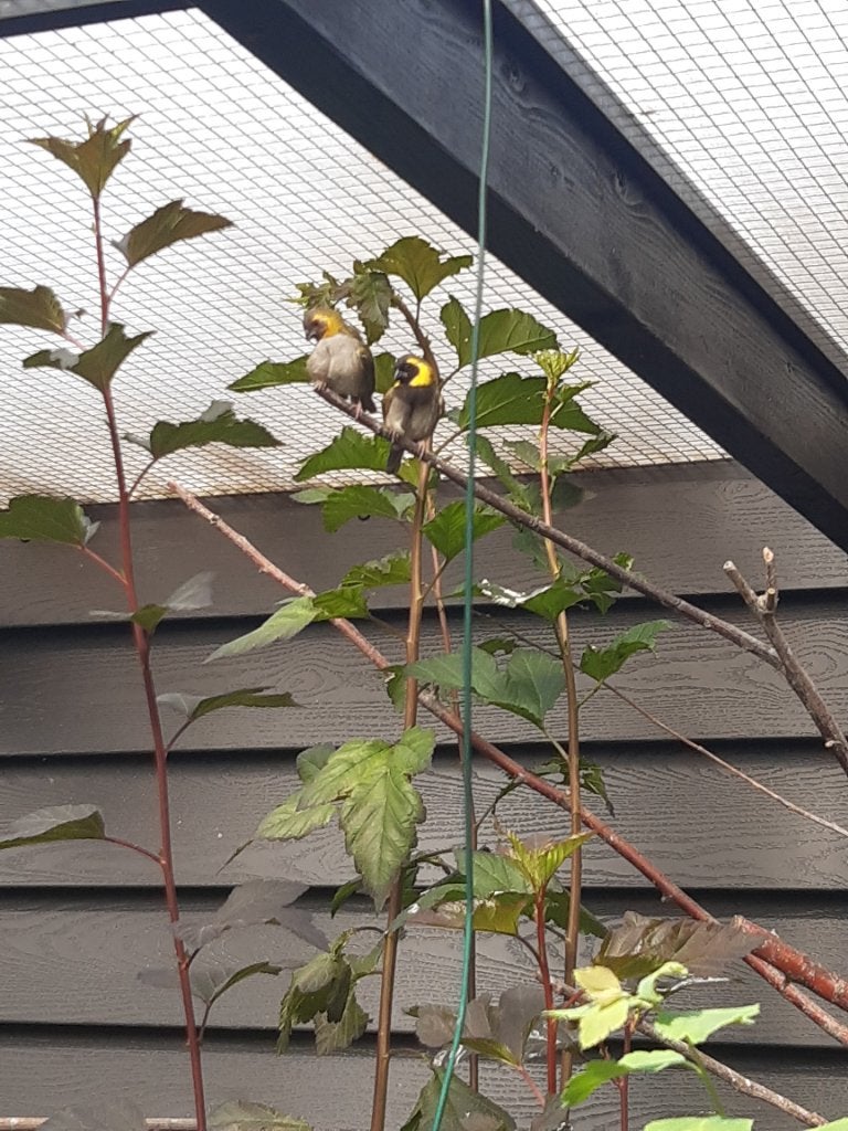 Vogles, Meerdere dieren, Tropenvogel