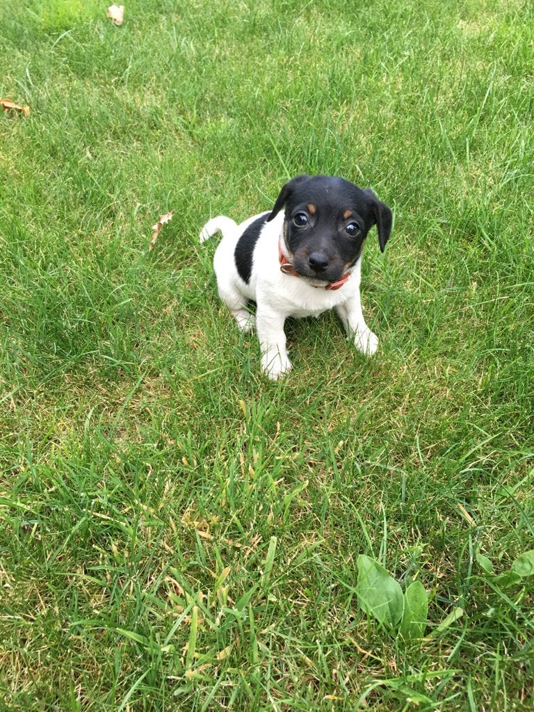 jack russell pup, Dieren en Toebehoren, Honden | Jack Russells en Terriërs, Meerdere dieren, Jack Russell Terriër, Particulier