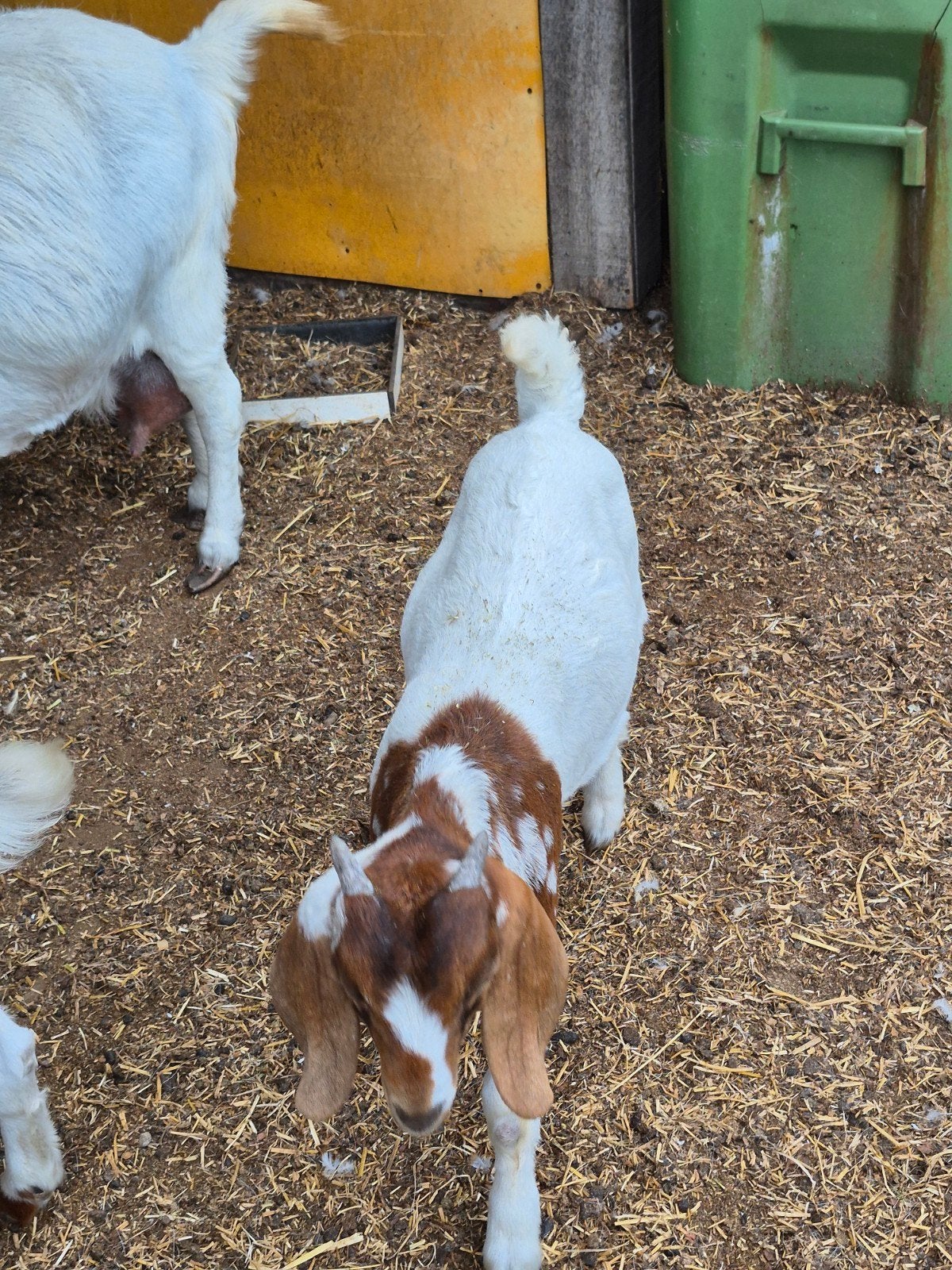 3 bokjes beschikbaar, mogen direct verhuizen., Meerdere dieren, Geit, 0 tot 2 jaar
