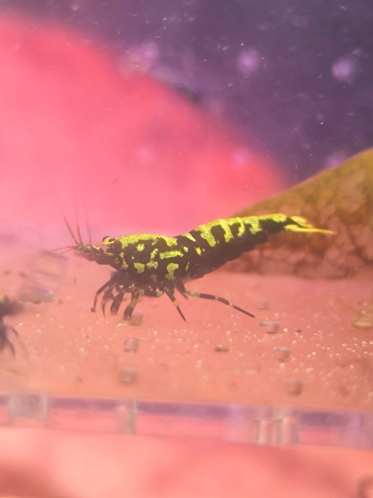 caridina galaxy uit boa kweekgroep, Kreeft, Krab of Garnaal