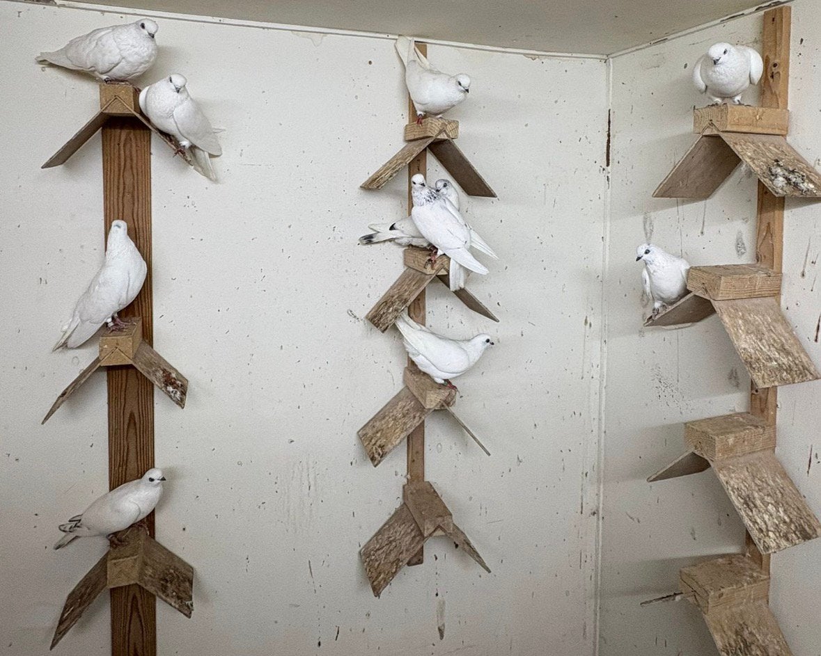 Amsterdamse tiplers, Dieren en Toebehoren, Meerdere dieren