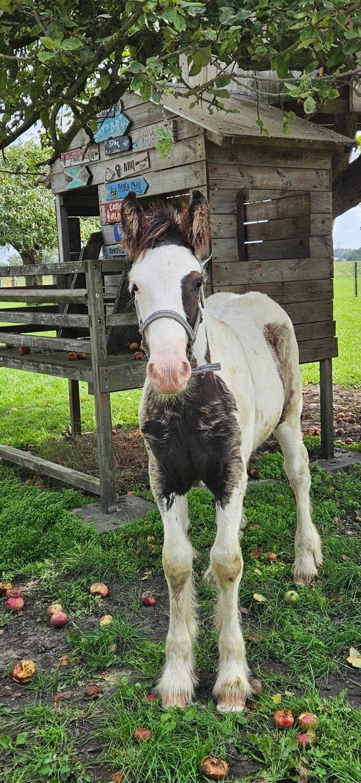Super relaxed tinker irish cob hengst veulen, Minder dan 160 cm, 0 tot 2 jaar, Hengst, Met stamboom