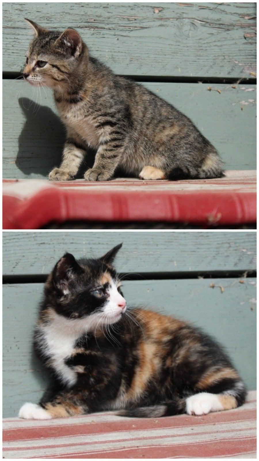 Nog 2 ondeugende, prachtige boerderij kittens, 8 weken oud, Dieren en Toebehoren, Katten en Kittens | Overige Katten, Meerdere dieren