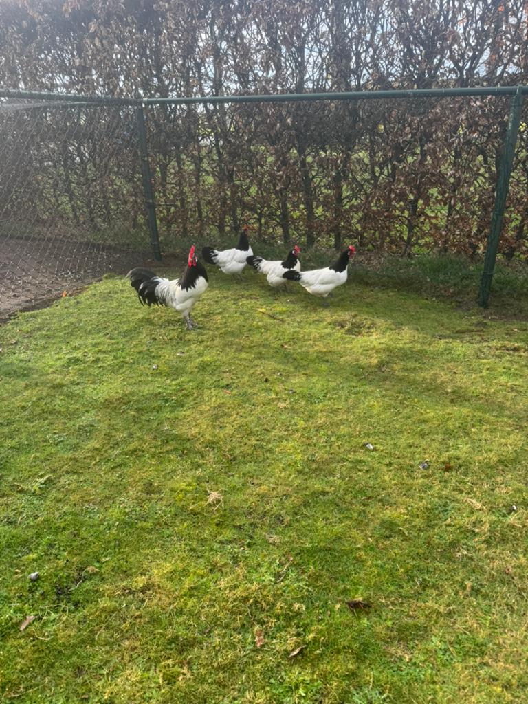 Lakenvelder broedeieren, Geslacht onbekend, Kip