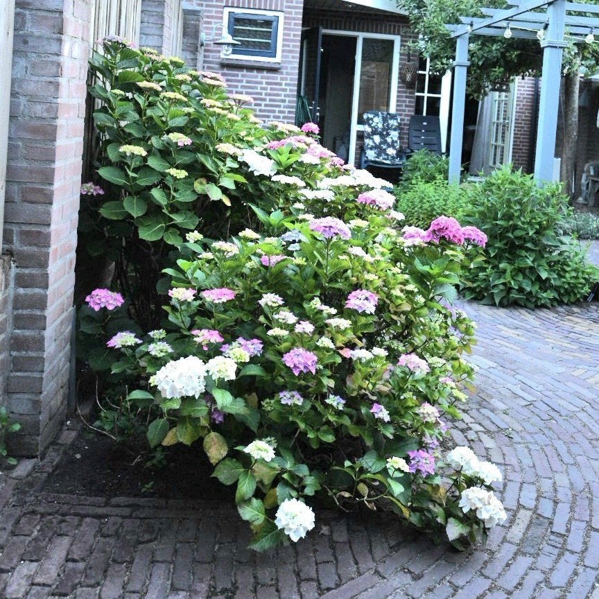 Prachtige Hortensia's voor uw tuin, Tuin en Terras, Vaste plant, Halfschaduw, Zomer, Ophalen