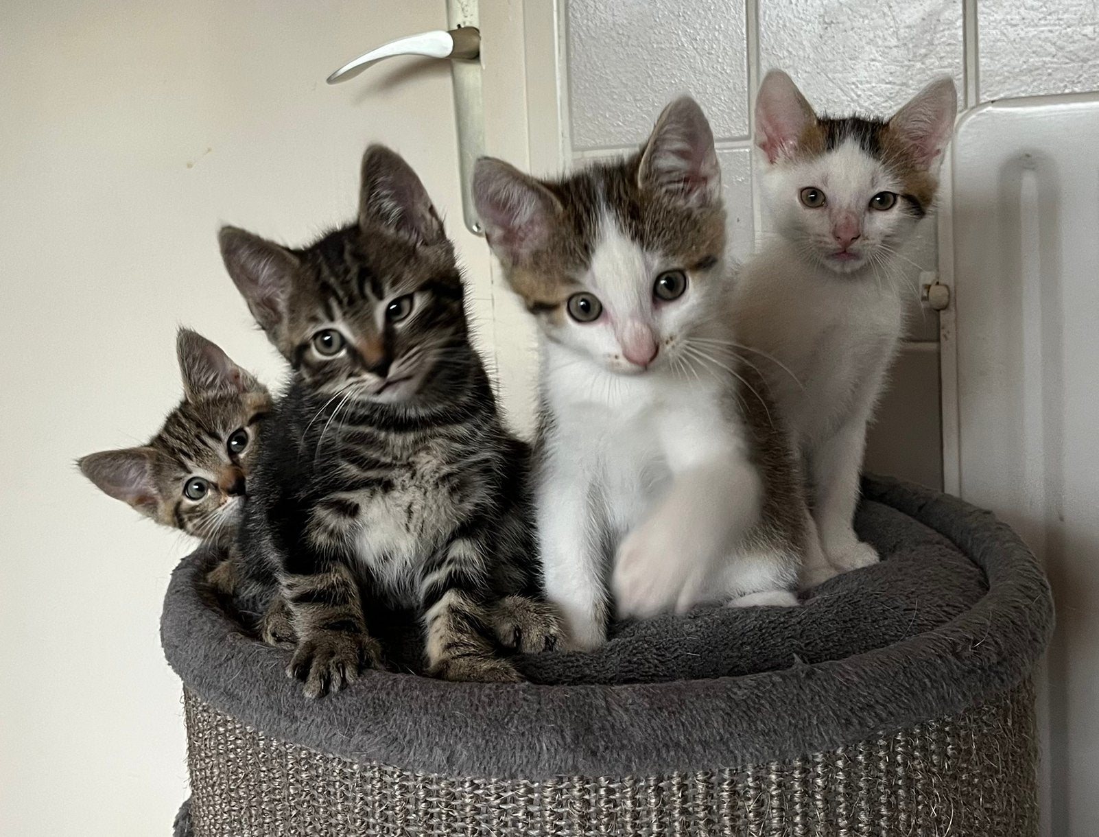2 kittens zoeken een fijn thuis, Meerdere dieren, Kortharig, 0 tot 2 jaar