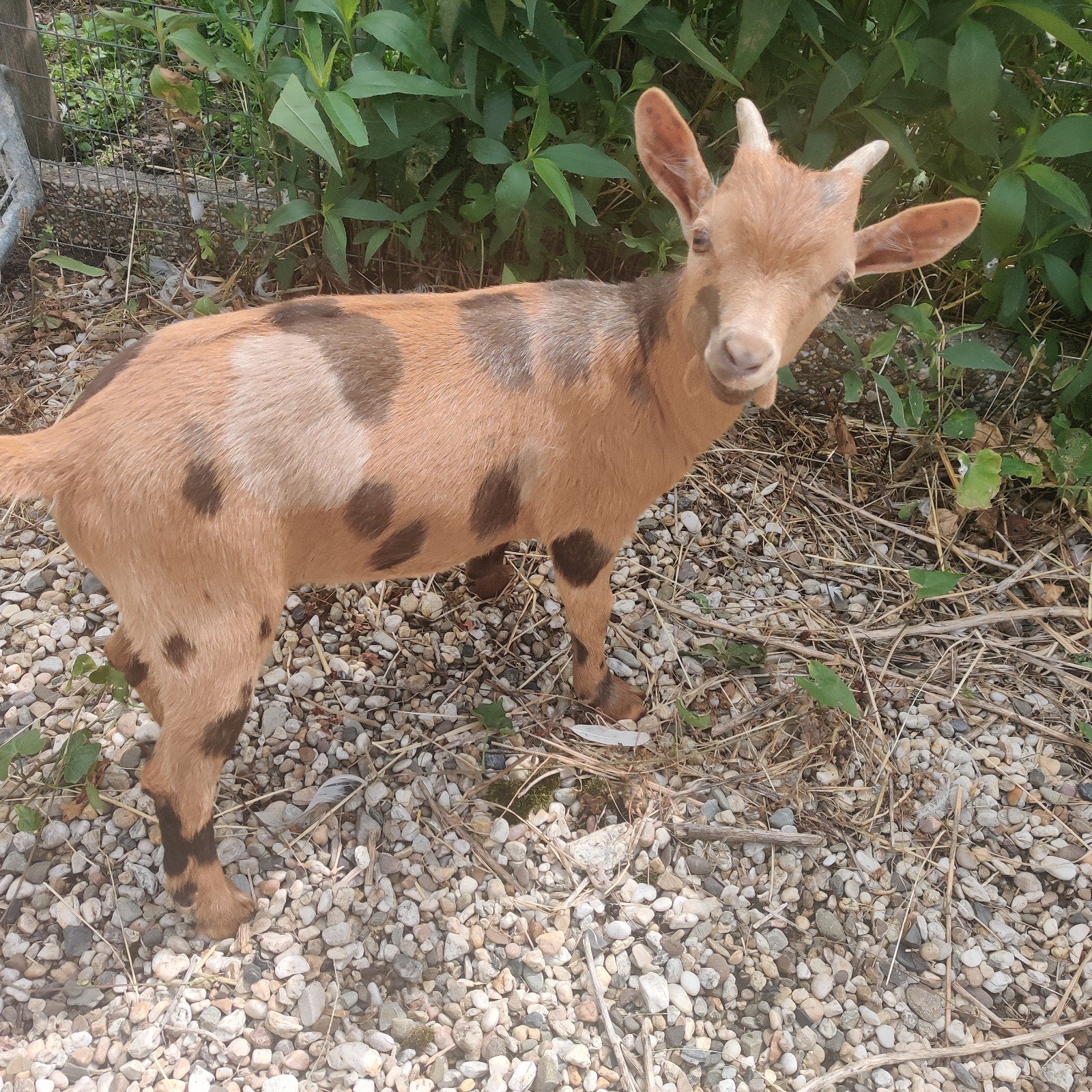 Prachtige bokjes van 2026, Dieren en Toebehoren, Schapen, Geiten en Varkens, Mannelijk, Geit