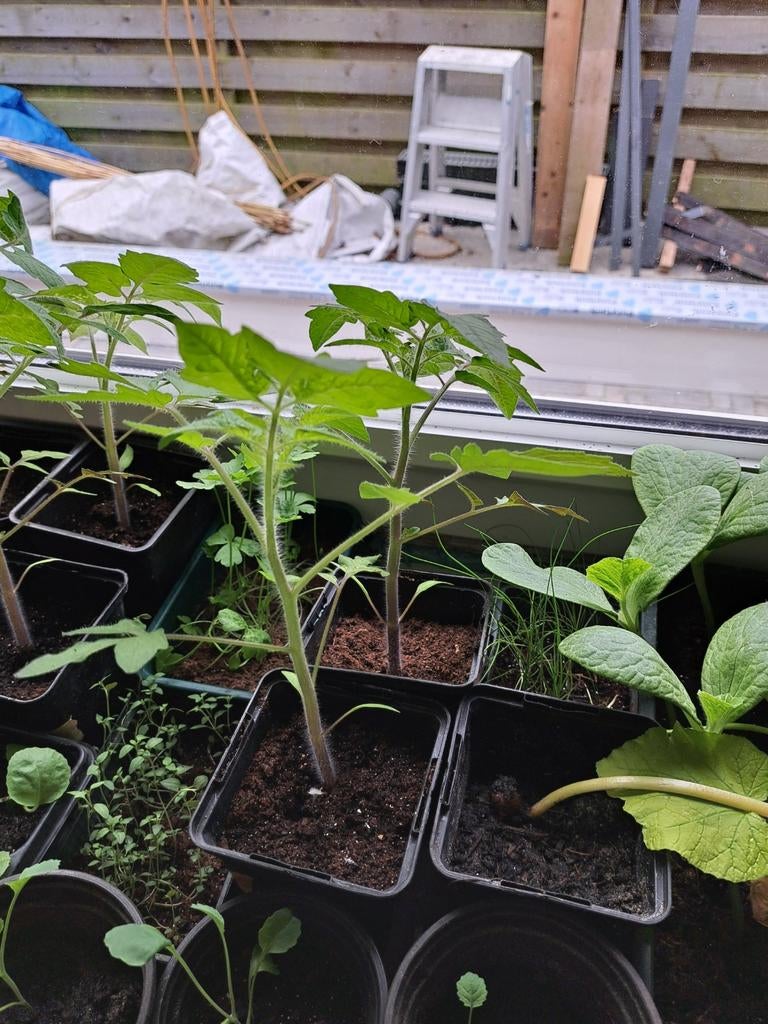 Diverse jonge groenteplantjes voor moestuin of balkon, Tuin en Terras, Planten | Tuinplanten, Volle zon, Groenteplanten, Eenjarig