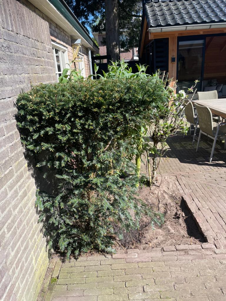 Taxus srtuik, 130 hoog., Tuin en Terras, Planten | Struiken en Hagen, Ophalen, Taxus, Struik, 100 tot 250 cm