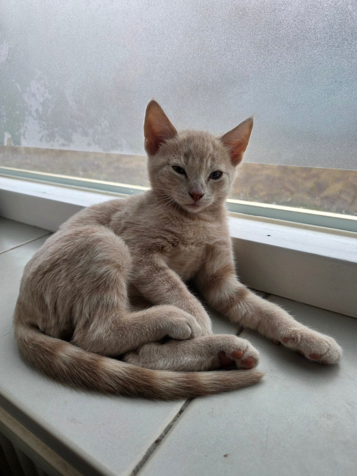 Nog 1 kruising Blauwe Rus kitten beschikbaar rood katertje, Kater, Ontwormd, 0 tot 2 jaar