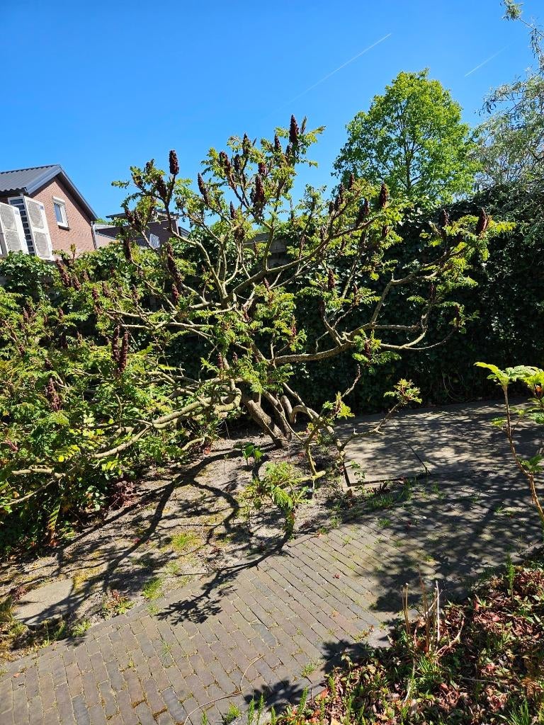 Fluweel boom ( azijn boom/ Rhus Typhina), Tuin en Terras, Ophalen, Halfschaduw, Overige soorten, Lente