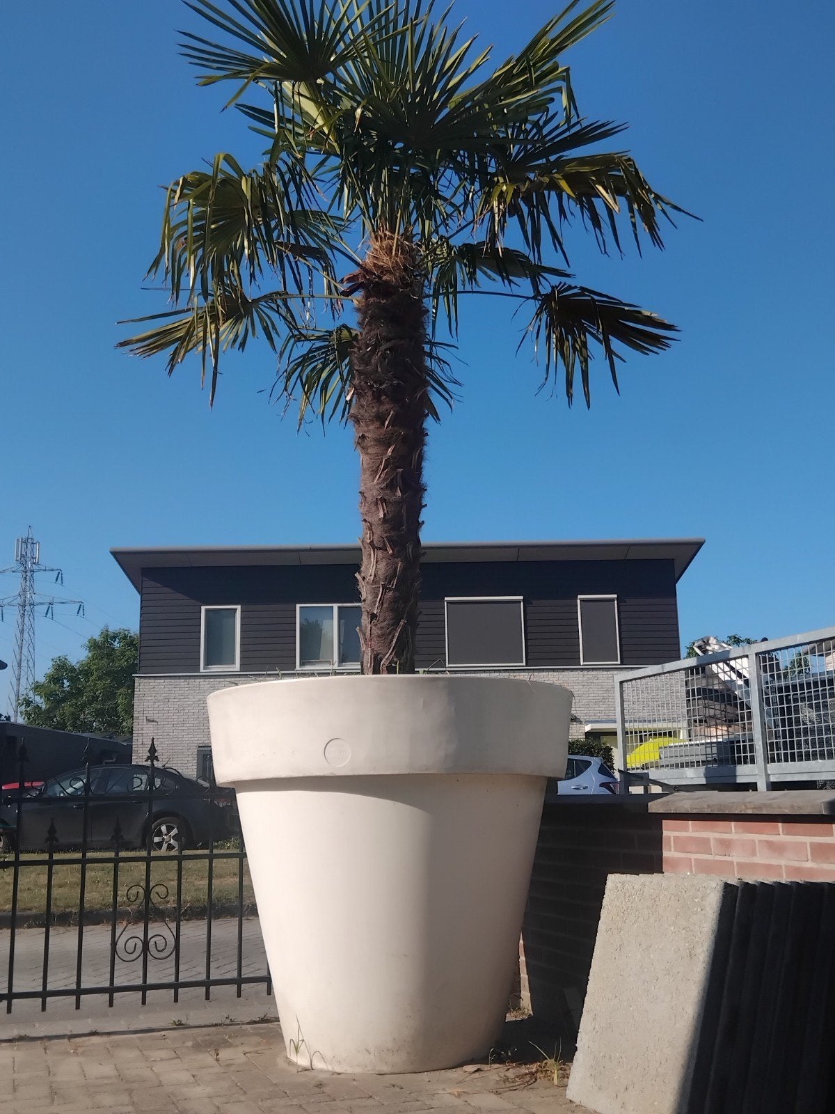 Palmboom  met Super grote pot, Volle zon, Ophalen of Verzenden, 100 tot 250 cm, Zomer
