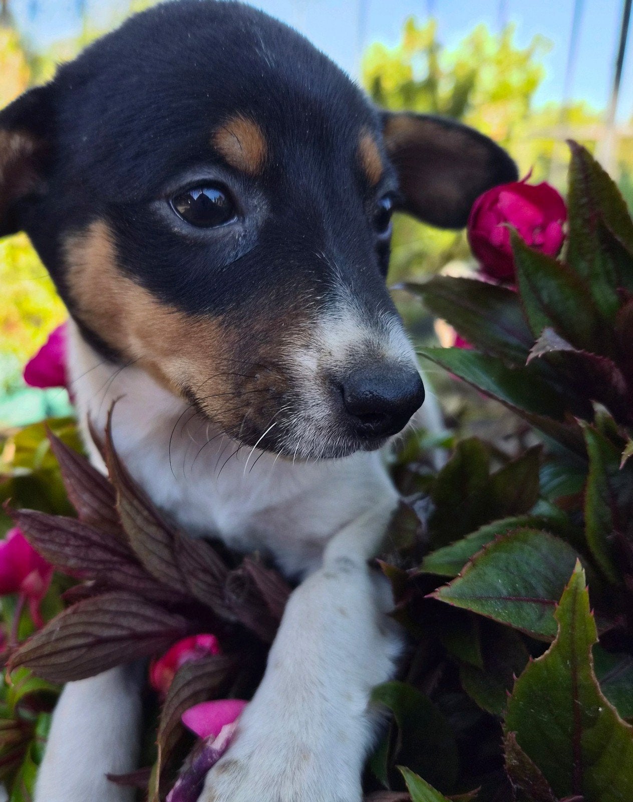 Super mooie boerenfox pups te koop, Dieren en Toebehoren, Jack Russell Terriër, 8 tot 15 weken, Parvo, Meerdere