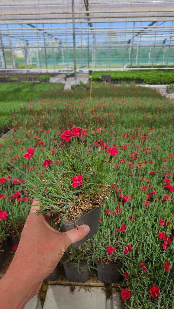 100x restpartij Dianthus Flare - Anjer - goedkoop, Tuin en Terras, Planten | Tuinplanten, Bodembedekkers, Volle zon, Vaste plant