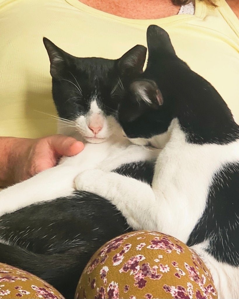2 schatten van katjes, geholpen/ingeent/chip/mogen ook apart, Meerdere dieren, Kortharig, 0 tot 2 jaar