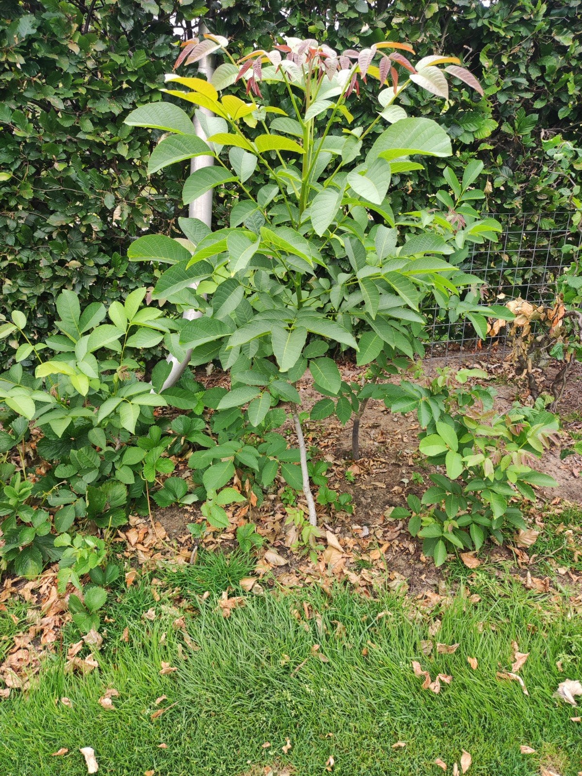 Notenboom, Ophalen, Overige soorten, Minder dan 100 cm