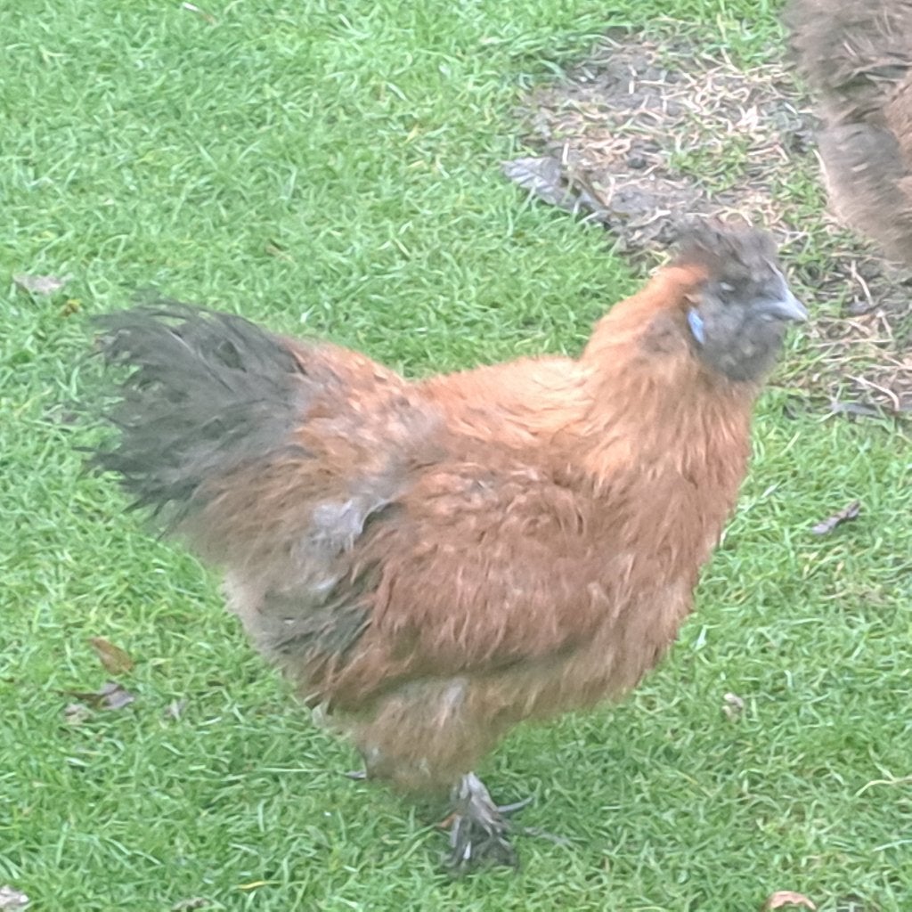 Pluimvee, Dieren en Toebehoren, Mannelijk, Kip