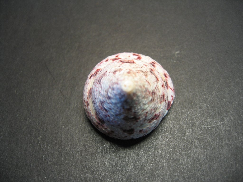 Schelpen: Rochia conus Gmelin, 1791., Verzamelen, Ophalen of Verzenden, Schelp(en)