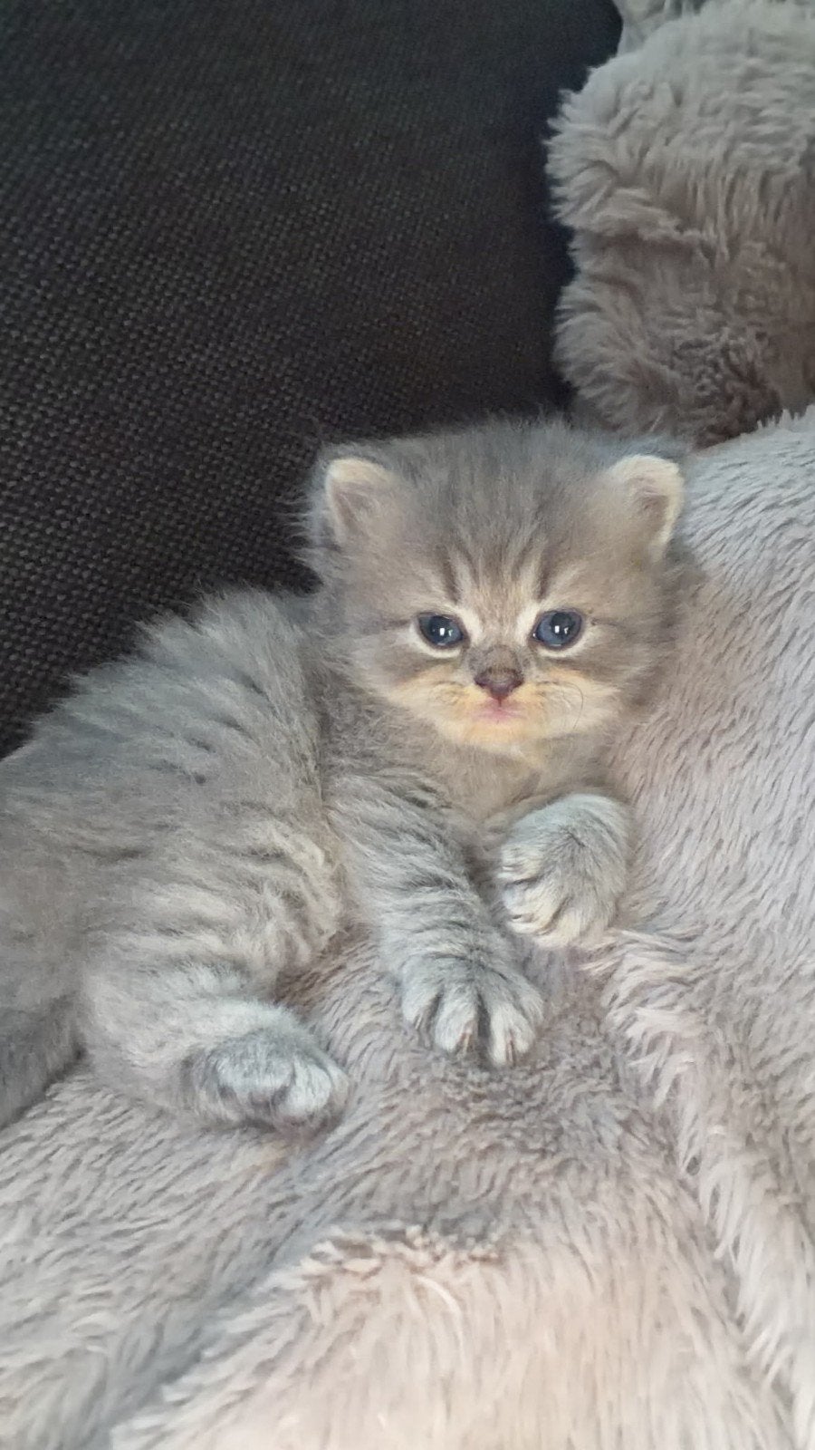 britse langhaar kittens, Meerdere dieren, Ontwormd, 0 tot 2 jaar