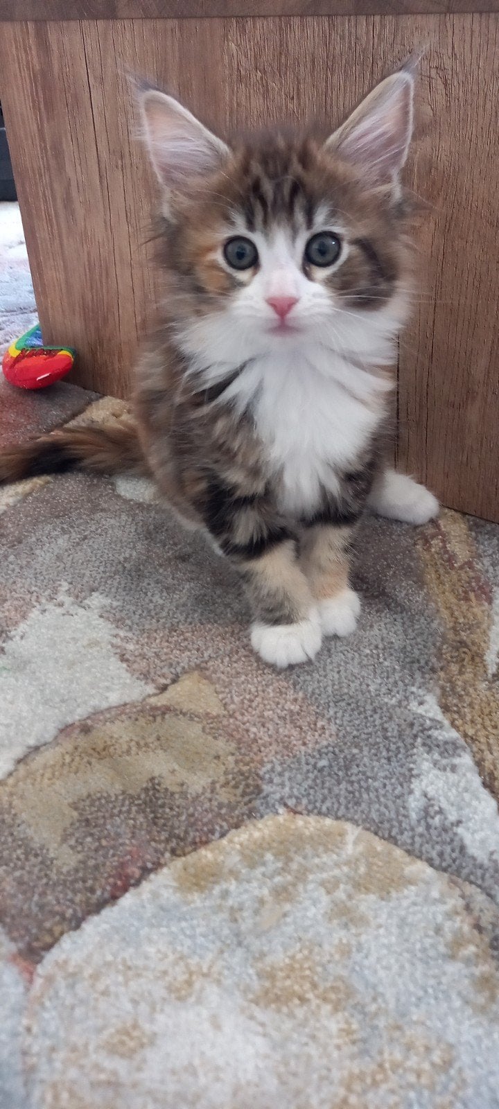 Maine coon poesjes met stamboom, Poes, Met stamboom, 0 tot 2 jaar