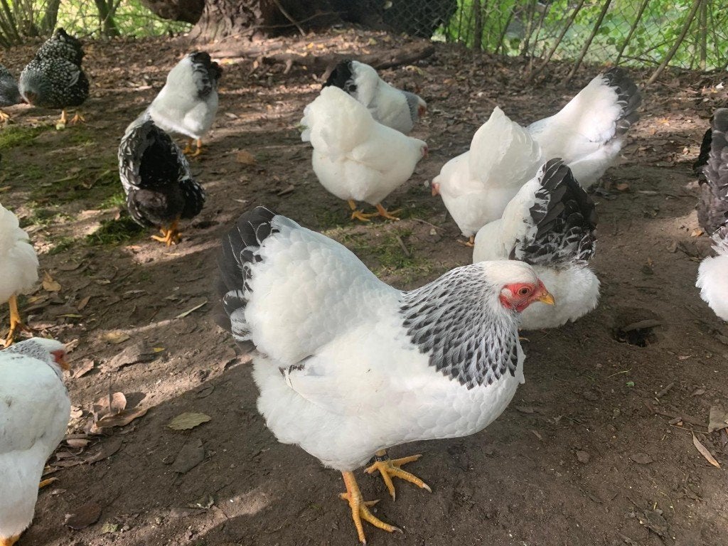 Te koop Wyandotte kriel kleur Wit en columbia rustig kipje, Dieren en Toebehoren, Pluimvee, Meerdere dieren, Kip