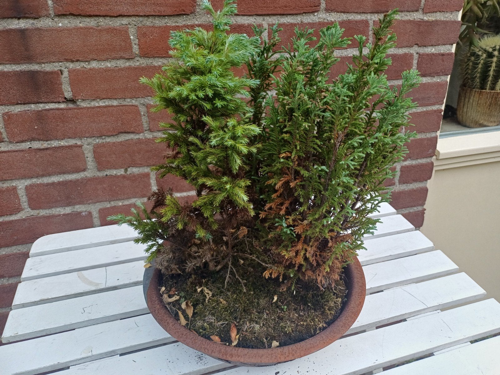 Dwergcipres: Sawara en Hinoki Cypres (Bonsai), Ophalen, Overige soorten, Volle zon