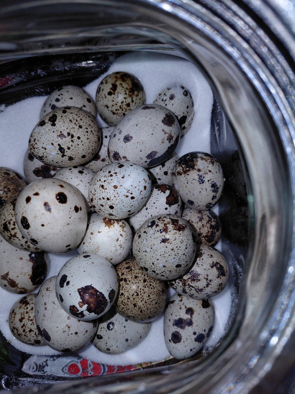 broed ei kwart, Meerdere dieren, Kip