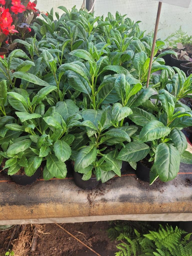 Daun Dewa (Godsplantje) - Geneeskrachtige Plant, Ophalen, Vaste plant, Bloeit niet, Halfschaduw