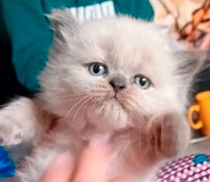 ragdoll/Britse langehaar kittens met vaccineren boek, Meerdere dieren, Ontwormd, 0 tot 2 jaar