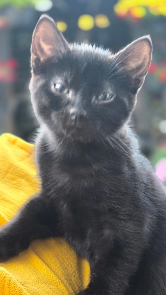 2 Kittens 1 katertje zwart 1 poesje zwart/wit  10 weken, Meerdere dieren, Kortharig, 0 tot 2 jaar
