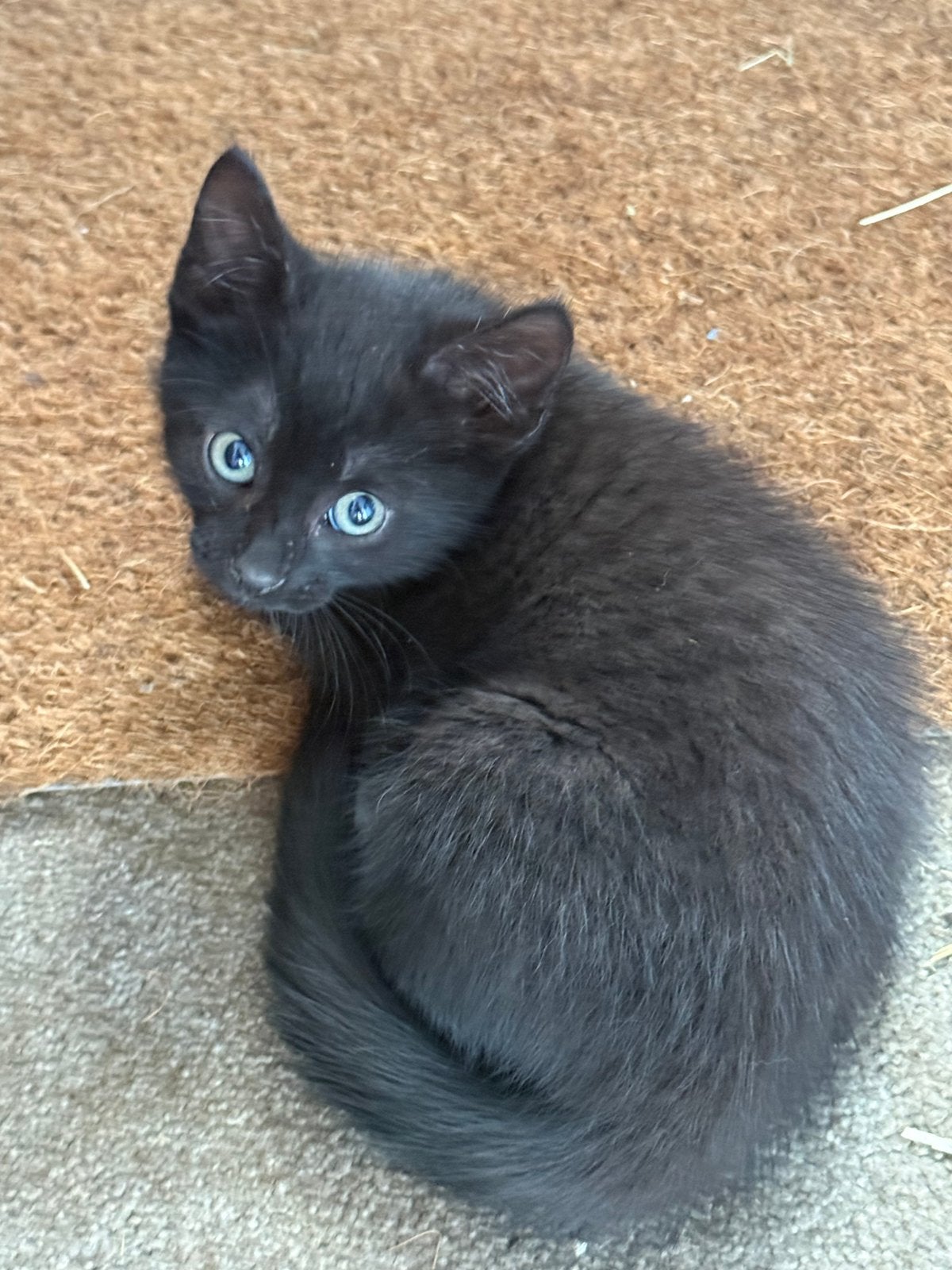 Boerdein Kitten, Kater