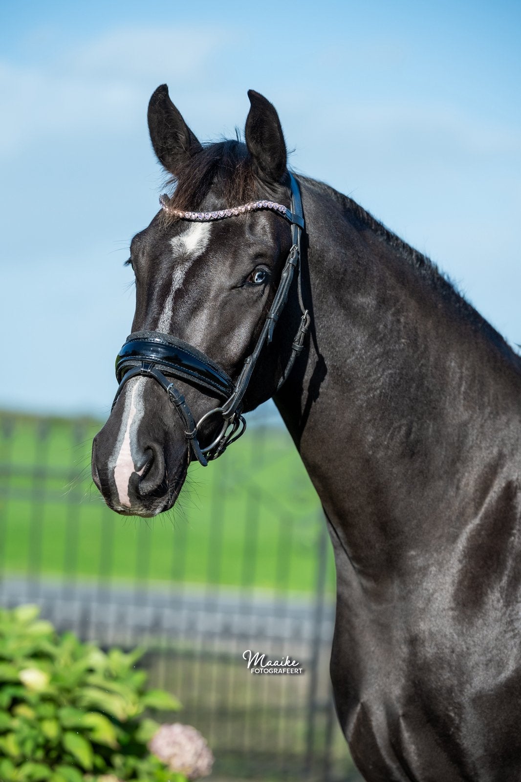 Super knappe 2,5 jarige merrie, Merrie, Ingeënt, 3 tot 6 jaar