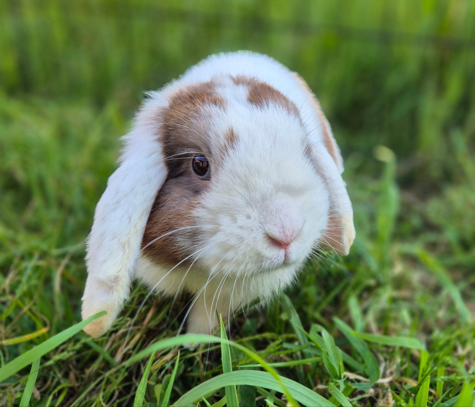 Minilop Ram REGIO BALEN, Dieren en Toebehoren, Mannelijk, Klein, Hangoor, 0 tot 2 jaar