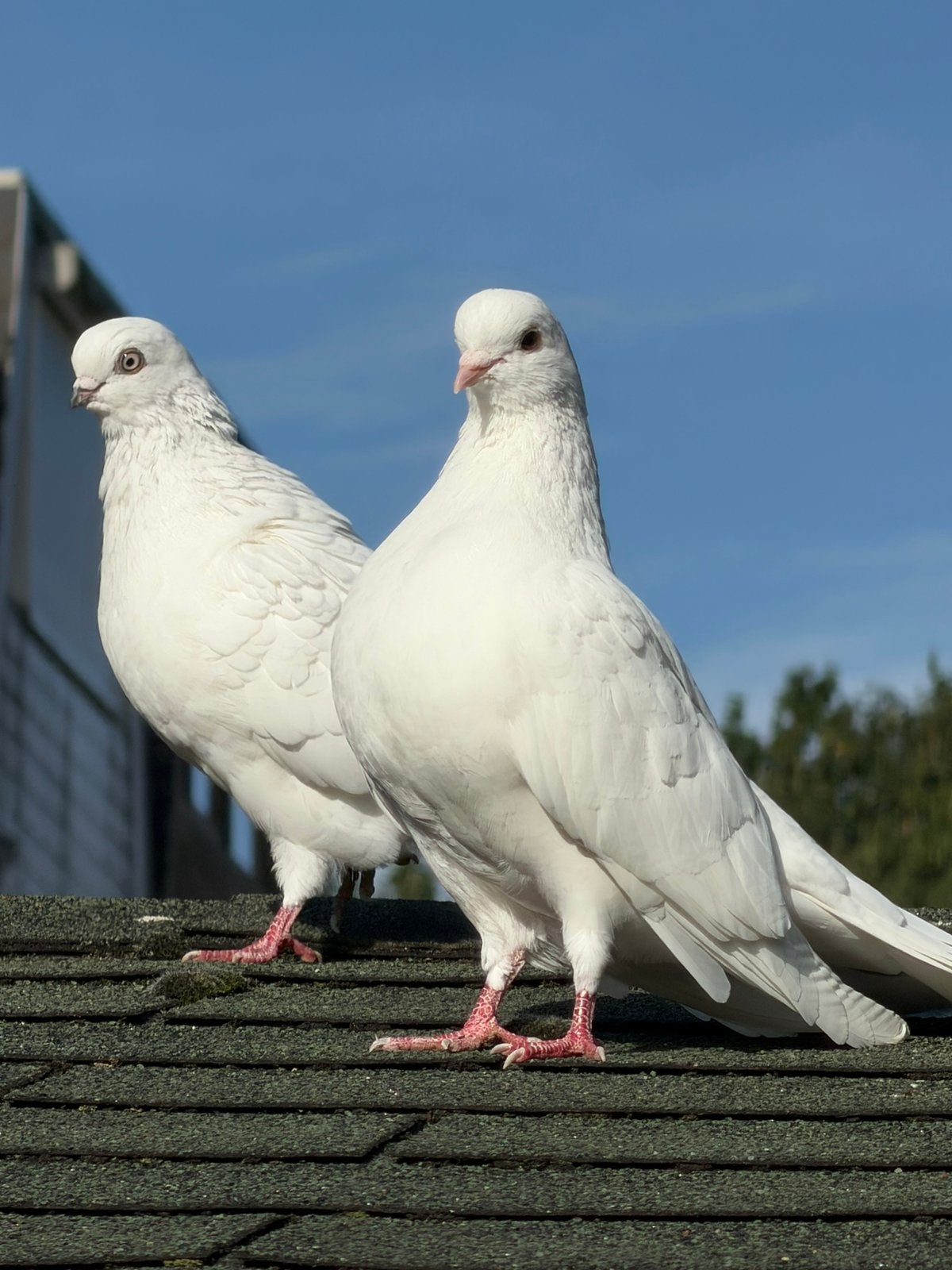 koppel Syrische duiven te koop, Dieren en Toebehoren, Meerdere dieren, Overige soorten