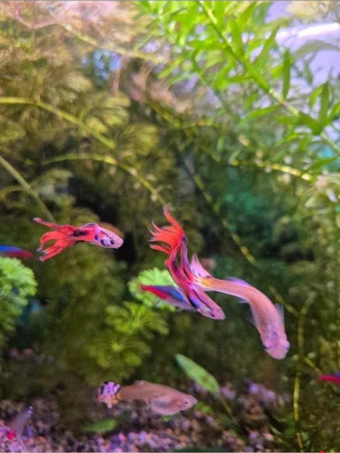 Guppen, Dieren en Toebehoren, Vissen | Aquariumvissen, Vis