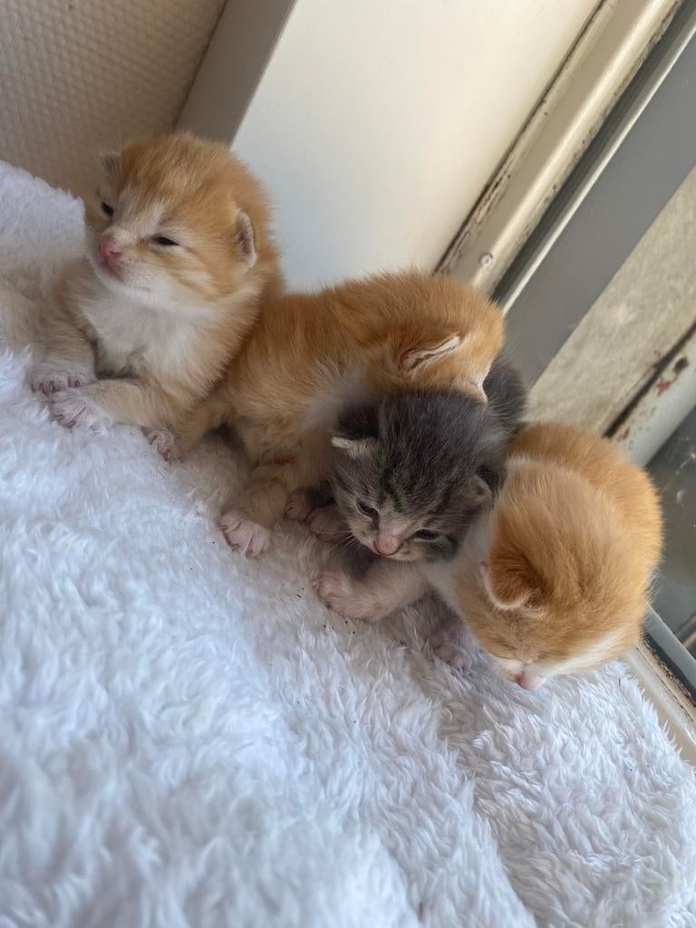 Super lieve schattige ragdoll kittens!, Kater, Langharig, 0 tot 2 jaar